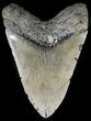 Large, Megalodon Tooth - North Carolina #54772-2